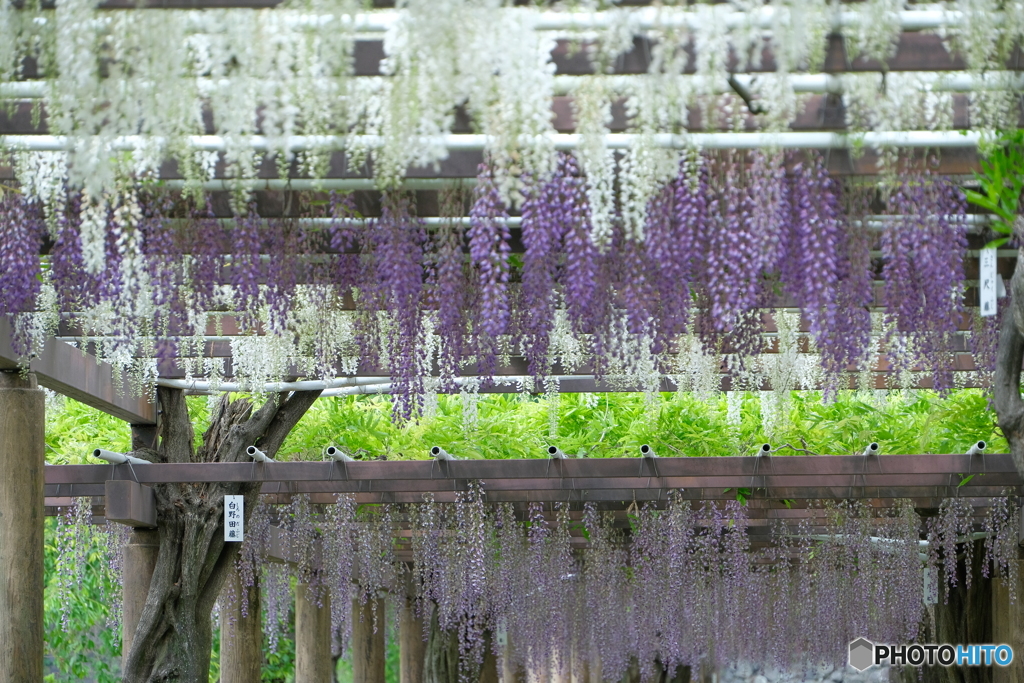 名城公園  藤の競演 ②
