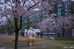 雨のお花見 ①