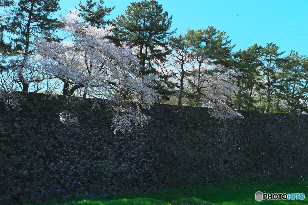 桜 × 名古屋城 　お堀の桜 ④