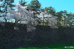 桜 × 名古屋城 　お堀の桜 ④