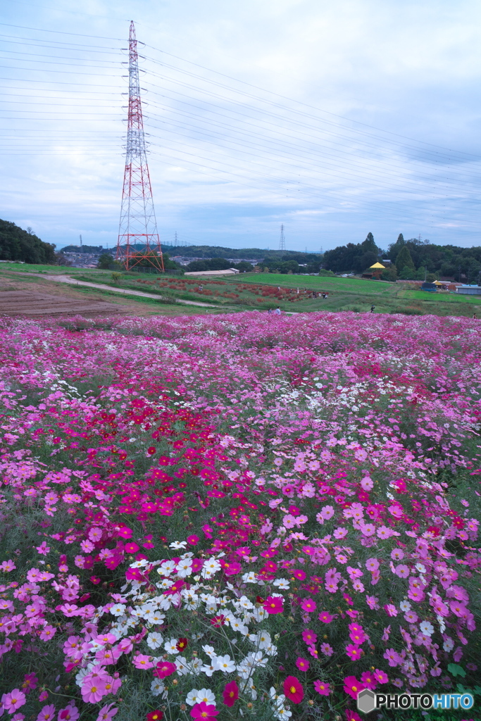 コスモス畑 散策 ⑧