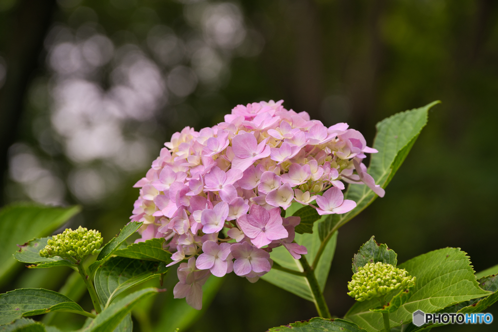 紫陽花咲く丘 ⑥