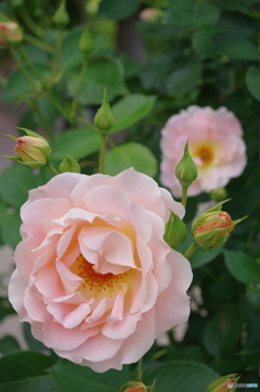 鶴舞公園の薔薇⑤