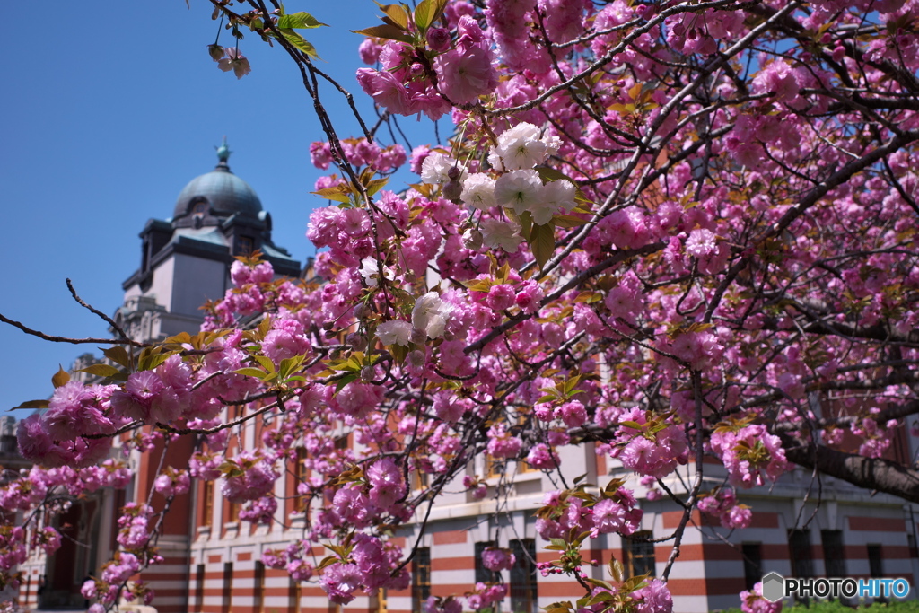 里桜 満開 ②