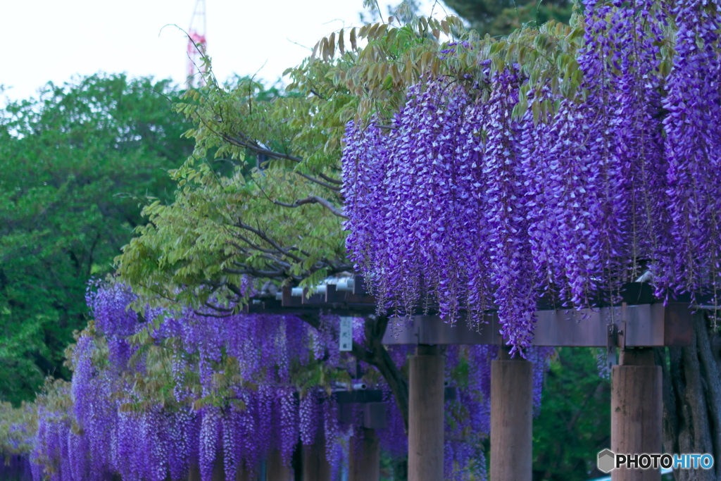 藤の回廊 2021 ③