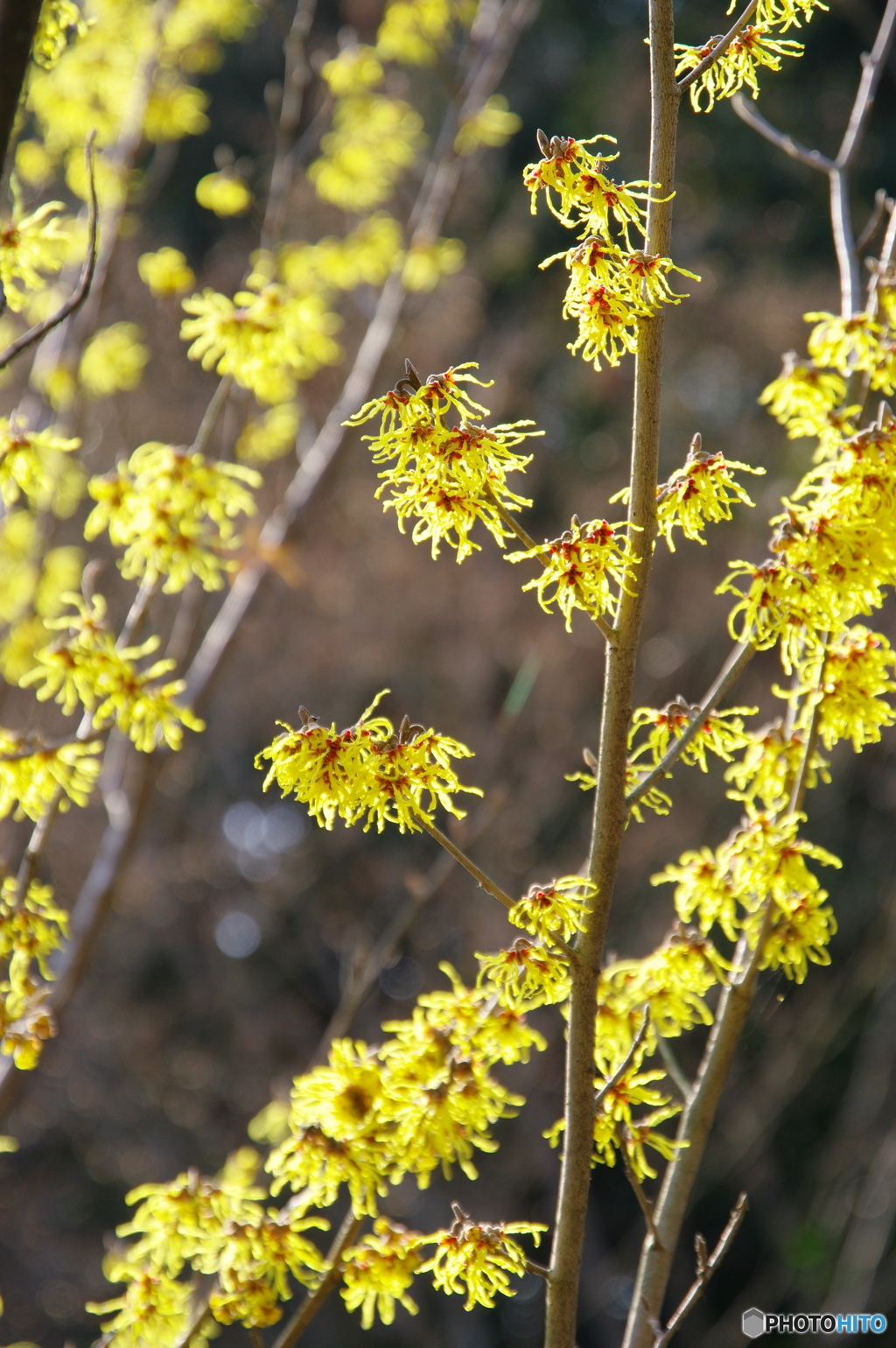 徳川園の春 2022 ①