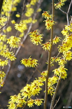 徳川園の春 2022 ①
