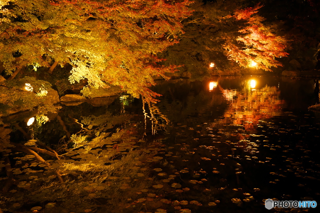 徳川園 紅葉ライトアップ ③