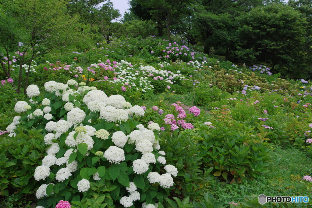 紫陽花の丘①