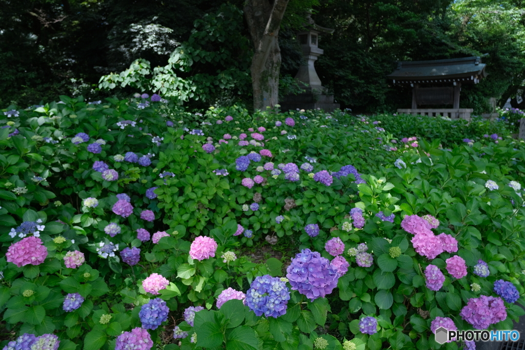 木漏れ日と紫陽花 ②