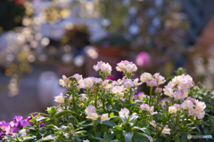 フラリエの春 ①