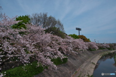川面に散る桜 ①