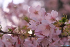 早咲きの桜は葉桜に ③