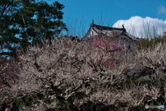 名古屋城の梅 ②