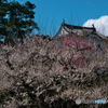 名古屋城の梅 ②