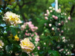 鶴舞公園の薔薇 ⑧