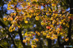 秋の東山動植物園 ④