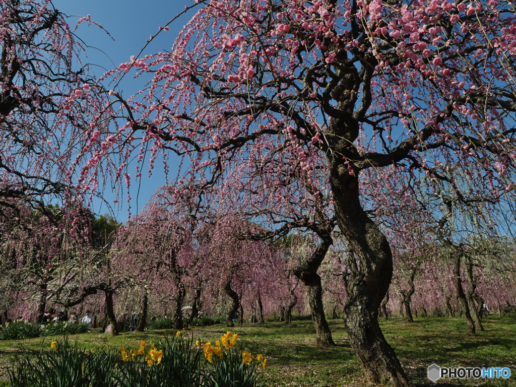 満開の枝垂れ梅２