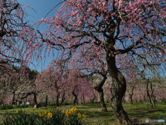 満開の枝垂れ梅２