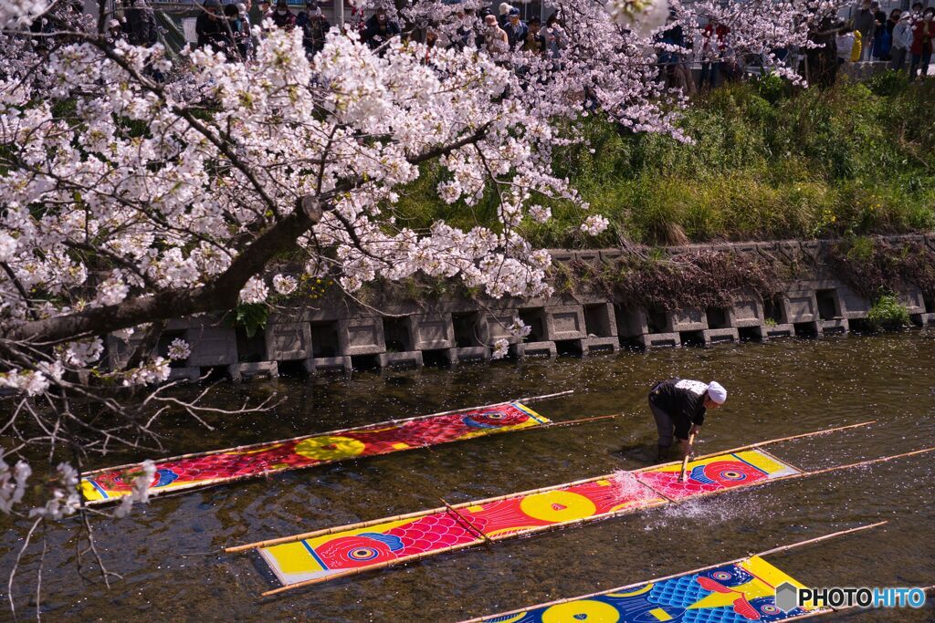 五条川 桜と「のんぼり洗い」 ③