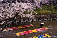 五条川 桜と「のんぼり洗い」 ③