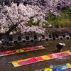 五条川 桜と「のんぼり洗い」 ③