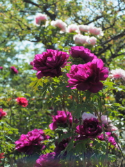 名城公園の牡丹１
