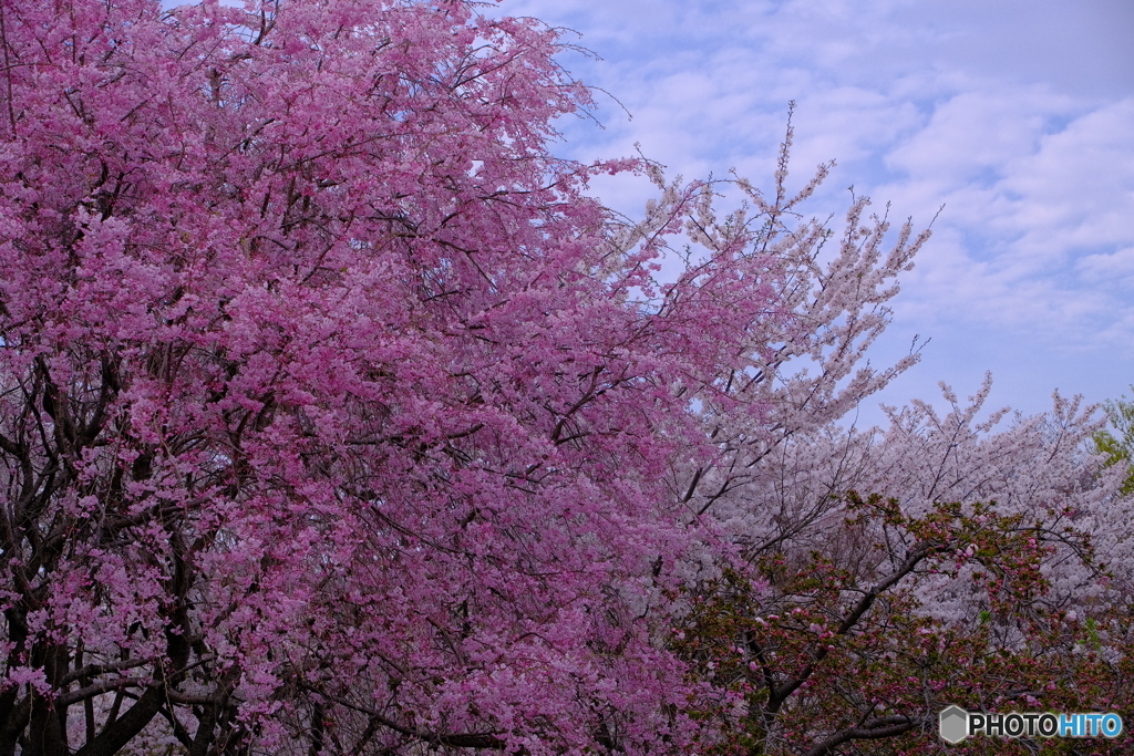 東山動植物園 桜の回廊 ③