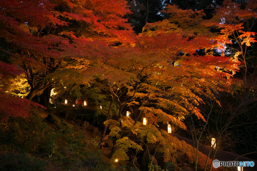 徳川園 紅葉ライトアップ ⑤