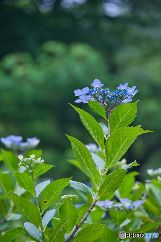 紫陽花咲く丘 ②