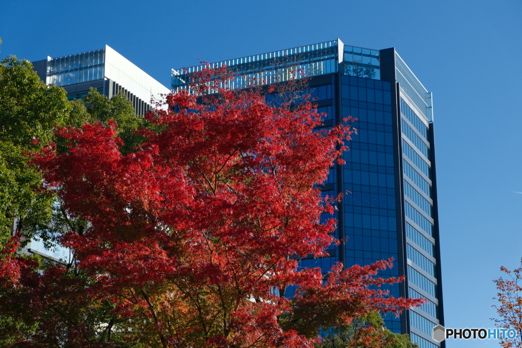 街角の紅葉 ⑦