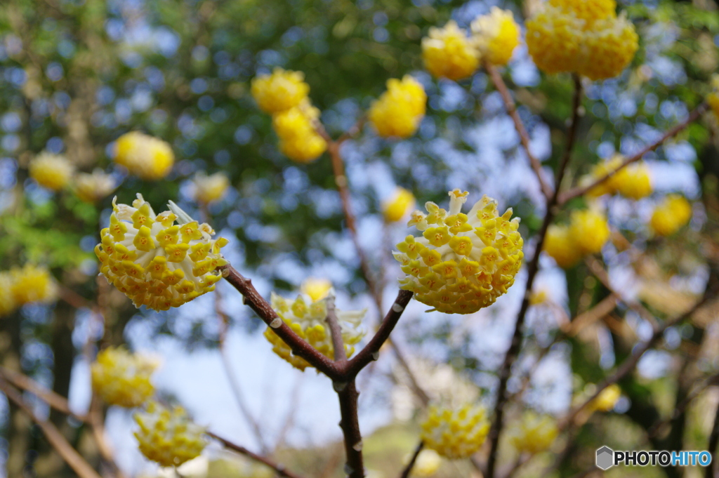 徳川園の春 2022 ⑦