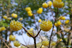 徳川園の春 2022 ⑦