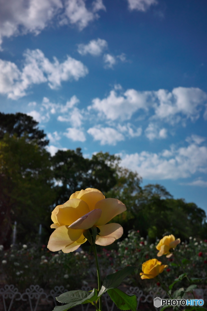 秋晴れの薔薇園 ④