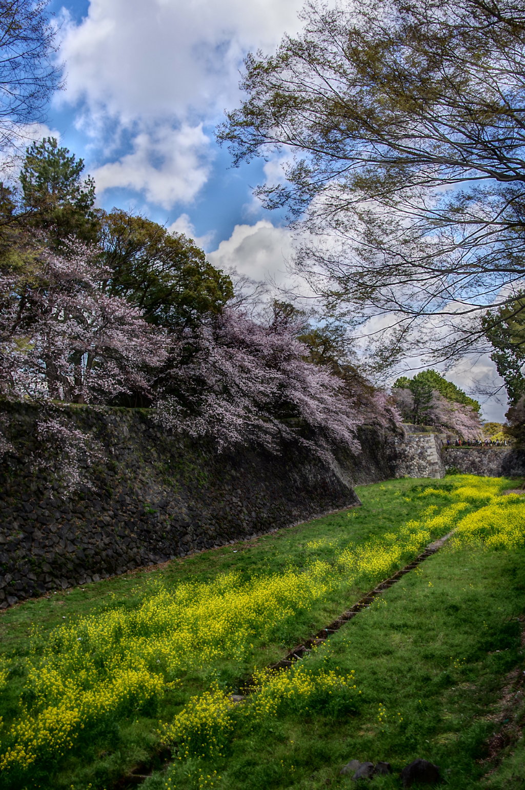 名古屋城 お堀の桜１