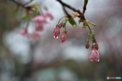 雨上がりの大寒桜 ①