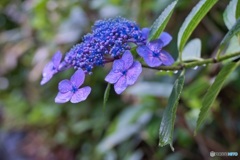 雨の紫陽花 ⑥