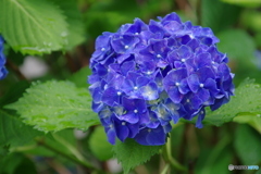 雨上がりの紫陽花⑥