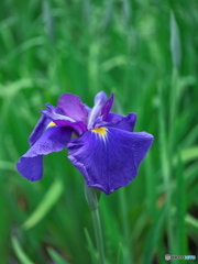 花菖蒲の競演 ①