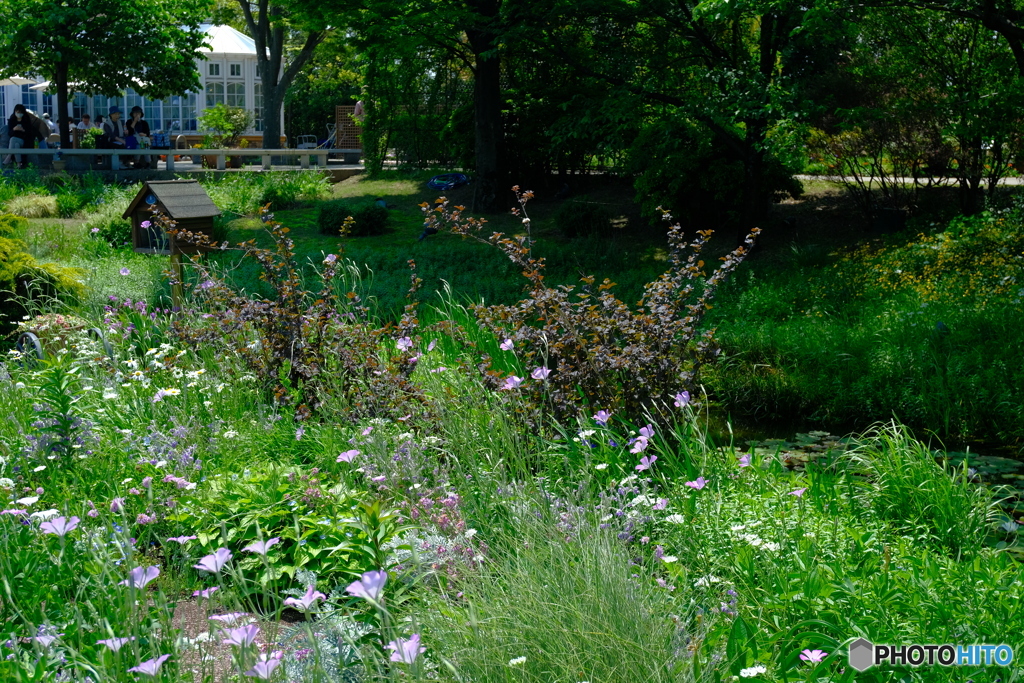 光あふれる庭 ①