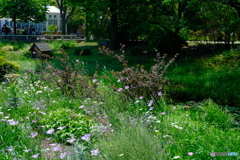 光あふれる庭 ①