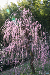 枝垂れ梅 満開 ⑧