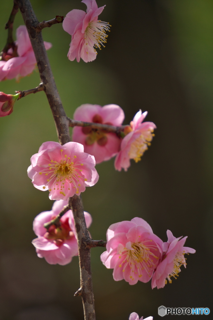 枝垂れ梅 開花 ②