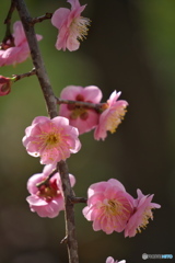 枝垂れ梅 開花 ②