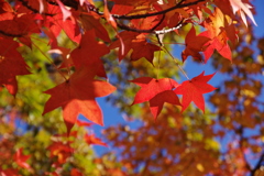 小幡緑地の紅葉１