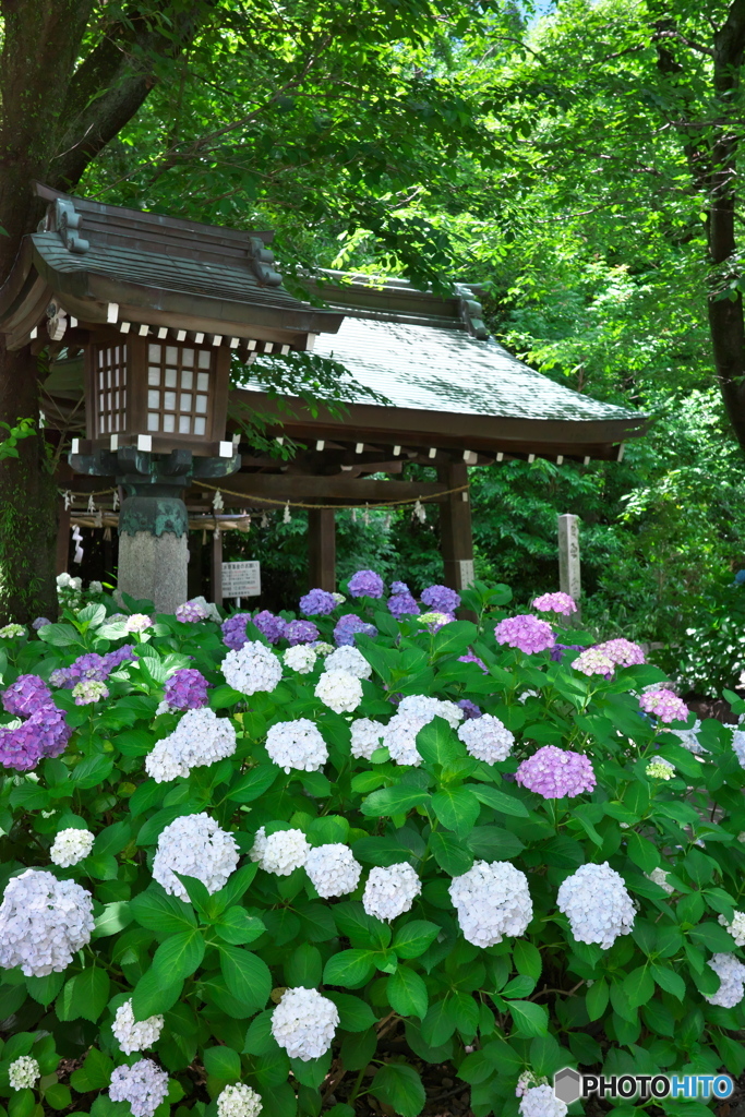 木漏れ日と紫陽花 ③