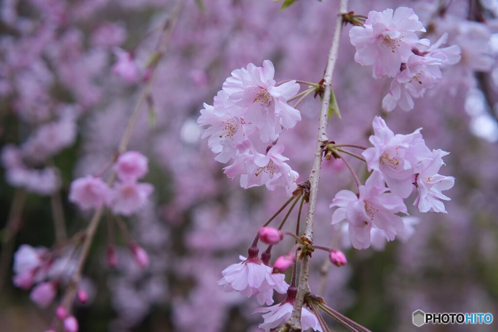 市政資料館／遅咲きの桜 ⑥