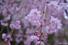 市政資料館／遅咲きの桜 ⑥