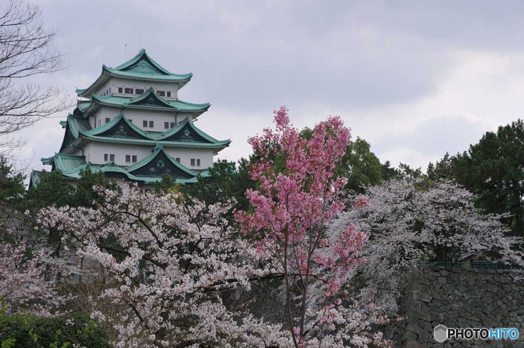 名古屋城 桜散策３