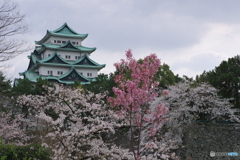 名古屋城 桜散策３